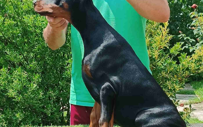 Štenci dobermana