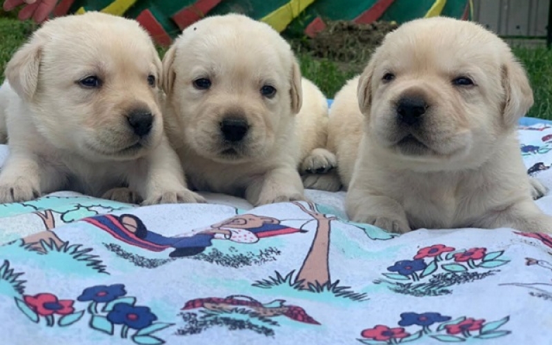 Štenci Labrador Retrivera