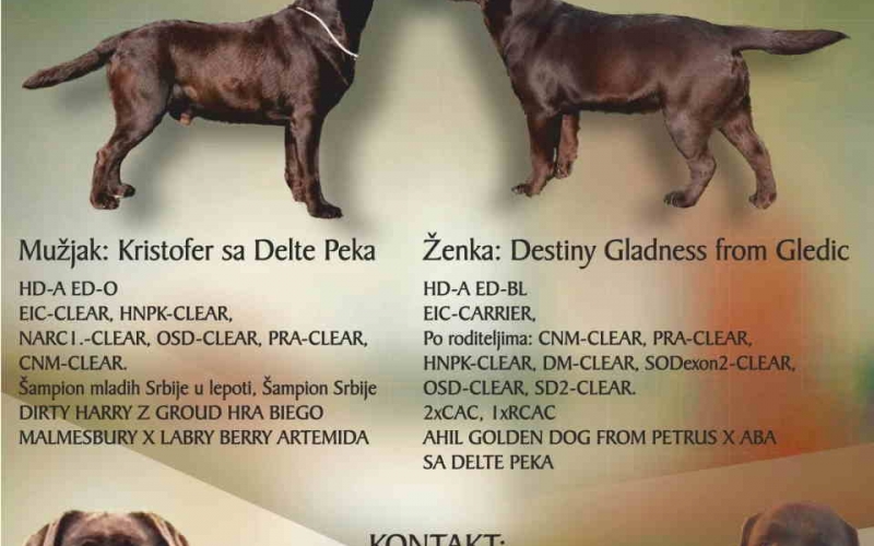 Prelepi stenci LABRADOR RETRIVERA odlicnog porekla