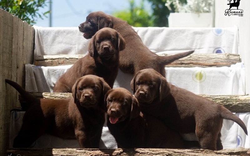 Labrador Retriver štenci, čokoladni
