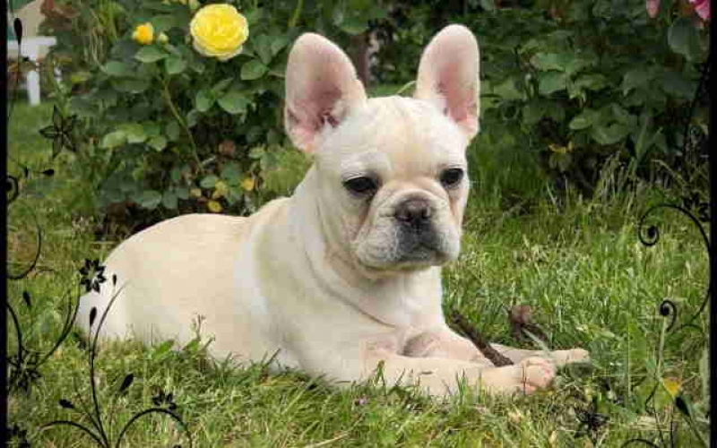 Stenci Francuskog Bulldoga  Fluffy l4 + Cream Carrier