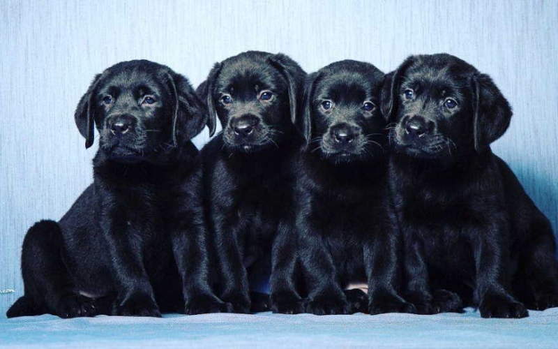 Labrador retriver stenad vrhunskog kvaliteta