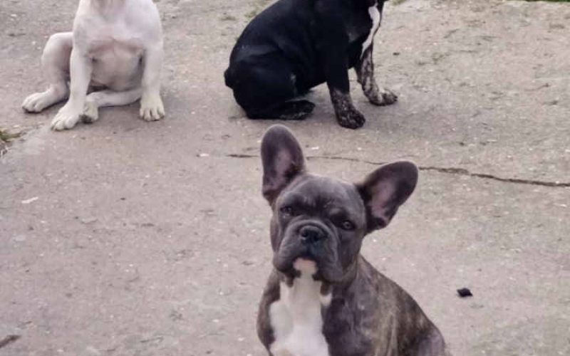 Francuski BULDOG  egzoticne boje
