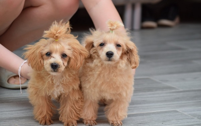 Maltipoo, mužijak i ženka