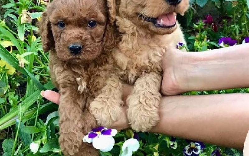 Goldendoodle F1