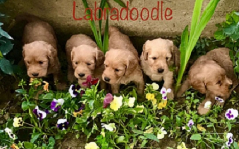 Labradoodle F1