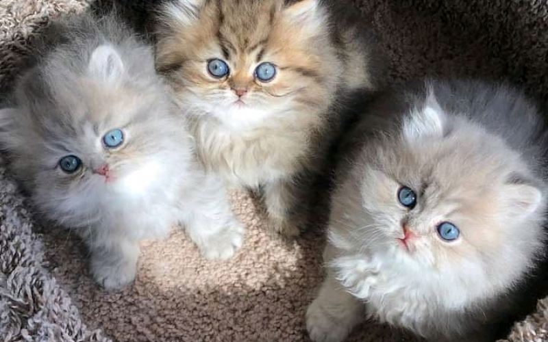 Prekrasni puni perzijski mačići Whatsapp me na +31623136056