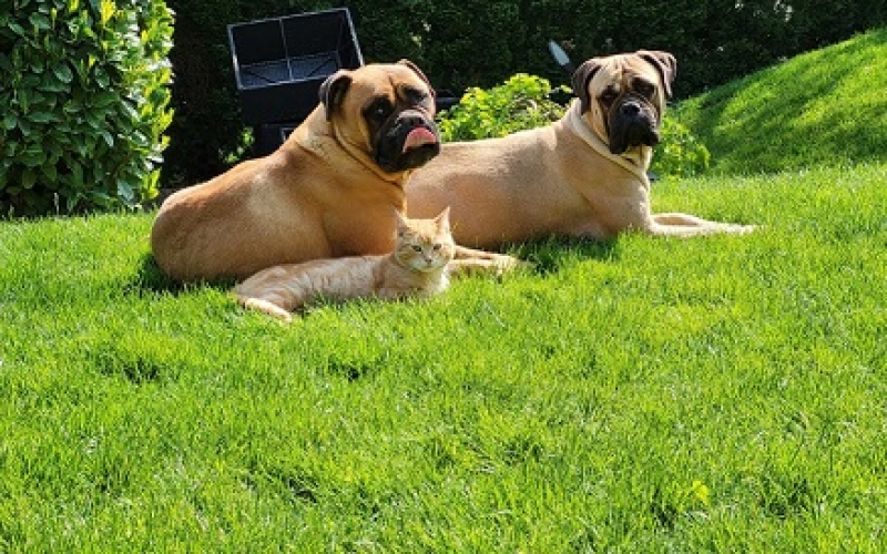 Bullmastiff stenci