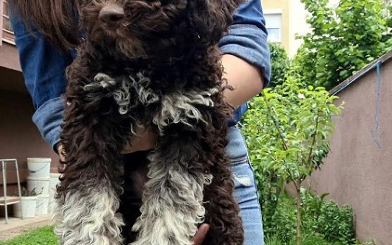 Lagotto romanjolo