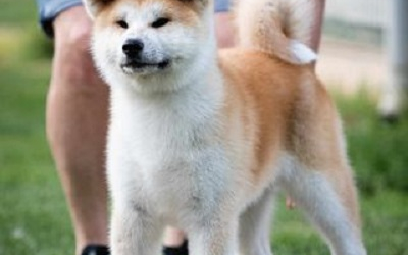 Akita Inu