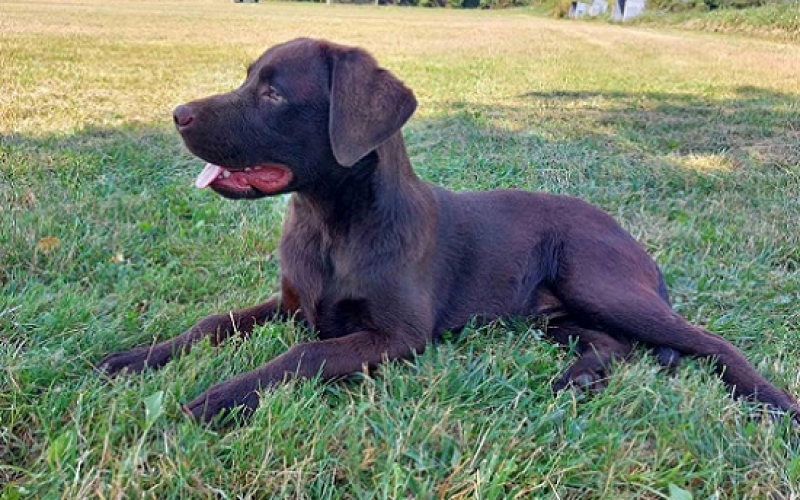 Labrador retriver