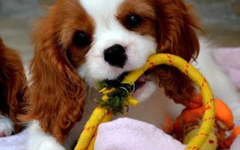 Cavalier King Charles španiel - blenheim