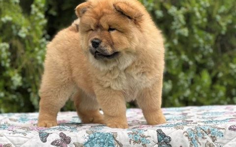 Cau Cau (Chow Chow) stenci