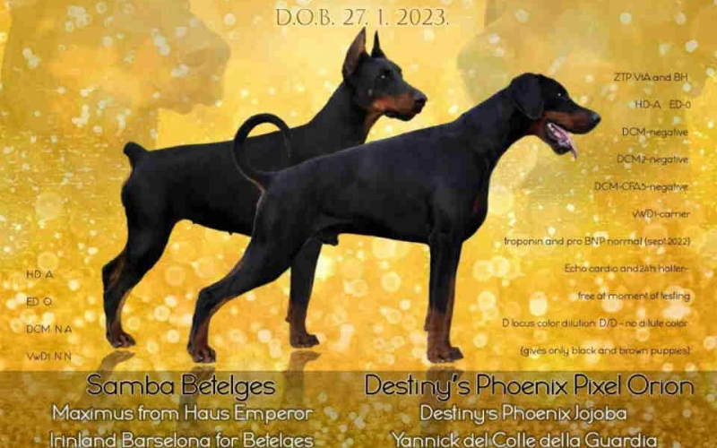 Doberman štenci vrhunskih krvnih linija
