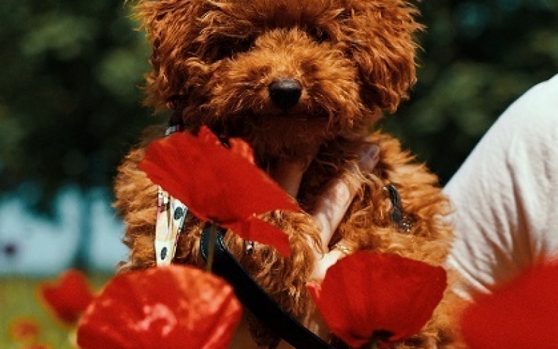 Crvena toy pudla - štenci na prodaju