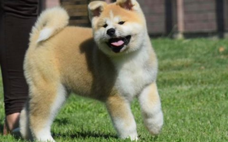 Japanska Akita, muško štene