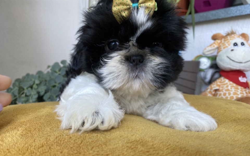 Predivni štenci Shih Tzu rase od odličnih roditelja