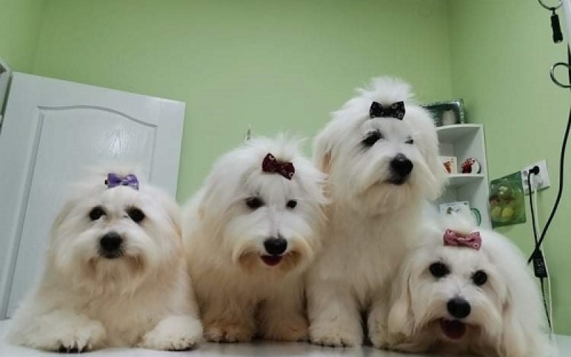 Štenci Coton de Tulear (Tulearski pas)