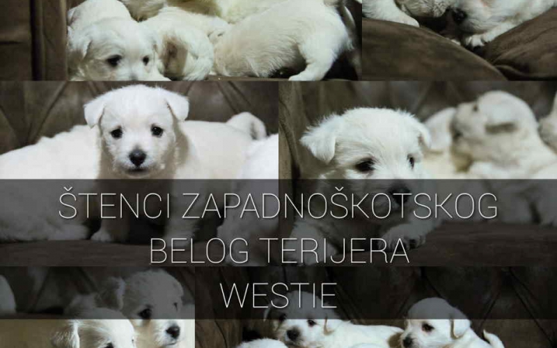 Na prodaju štenci ZAPADNOŠKOTSKOG TERIJERA - WESTIE