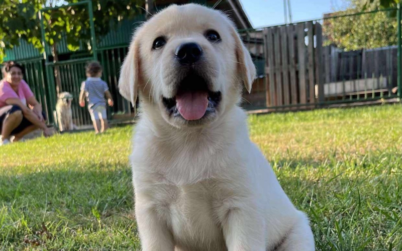 Labrador Retriver štenci