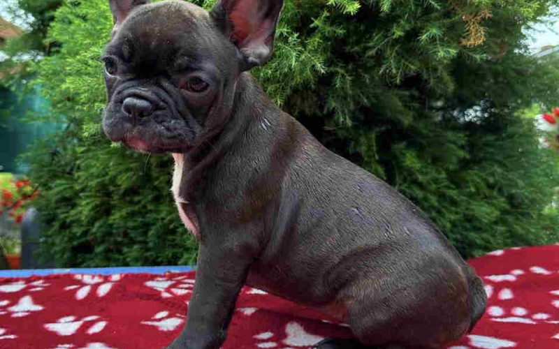 U ponudi francuski buldog star 2,5 m