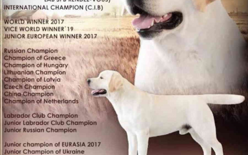 Mužjak LABRADOR RETRIVERA star 13 meseci