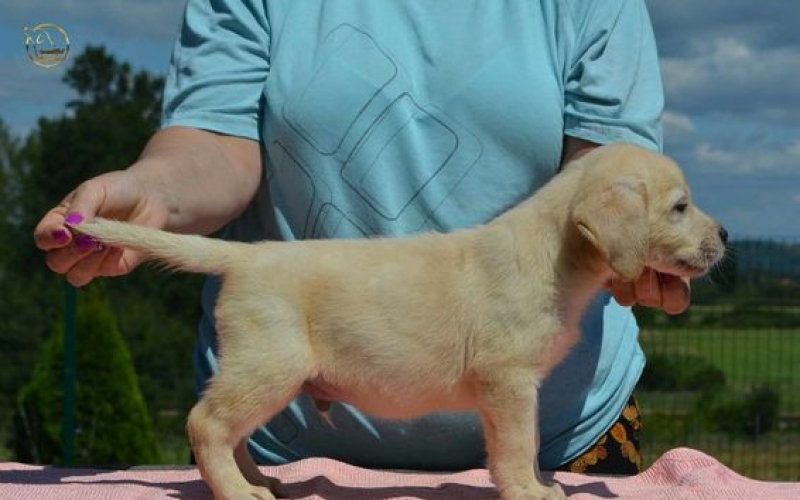 Labrador retriver