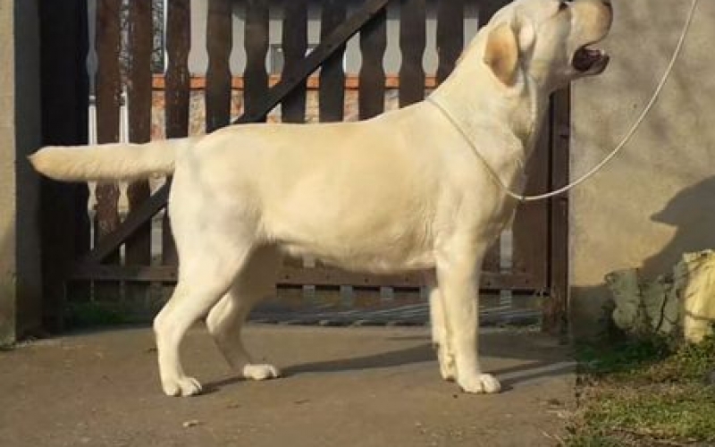 Labrador retriver, stenci