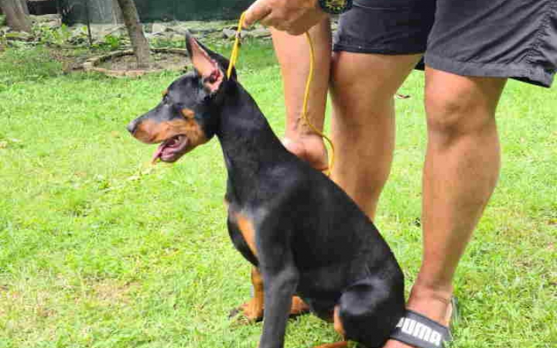 Zenka Dobermana kupirana, stara 3,5 meseca