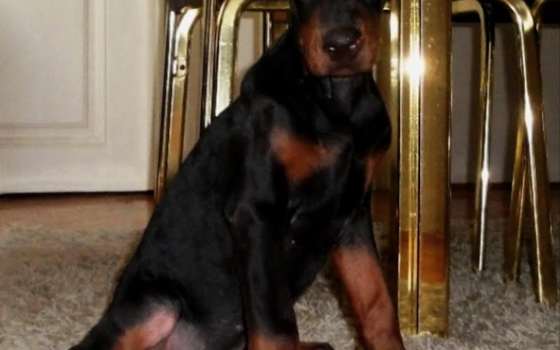 Doberman