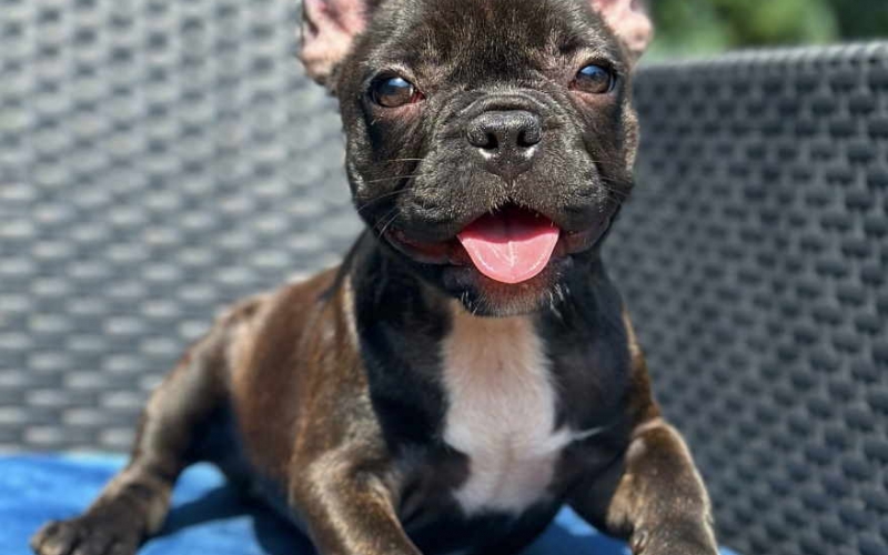 U ponudi FRANCUSKI BULDOG star 2,5 m
