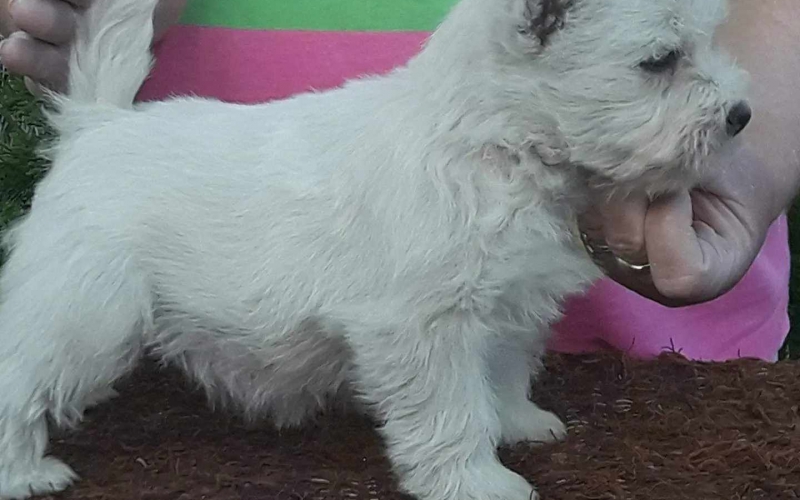Westie ŝtenci 9 nedelja iz odgajivačnice Lovely Little Friend