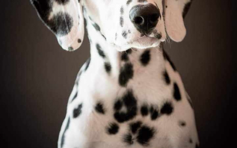 Dalmatinski pas, štenad iz odgajivačnice MEDIOLANUM