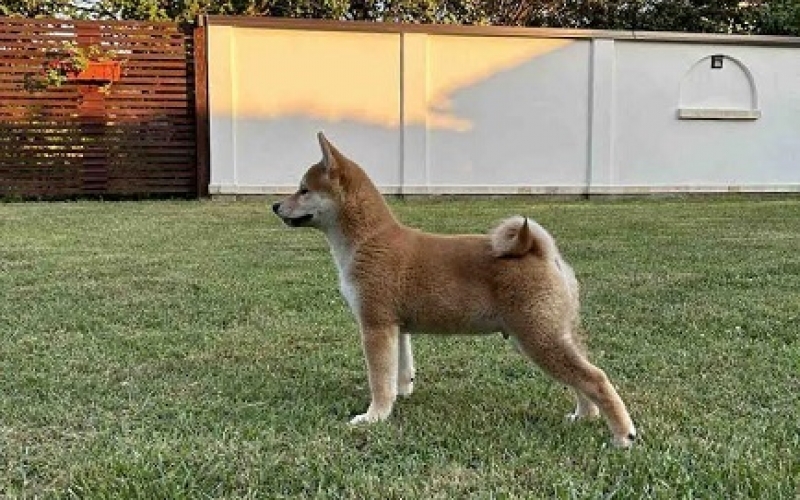 Shiba Inu štenci