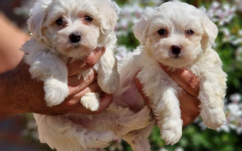 Mini mini MALTEZERI