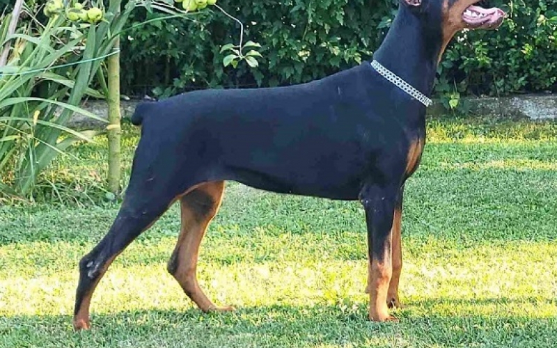 Doberman ženke