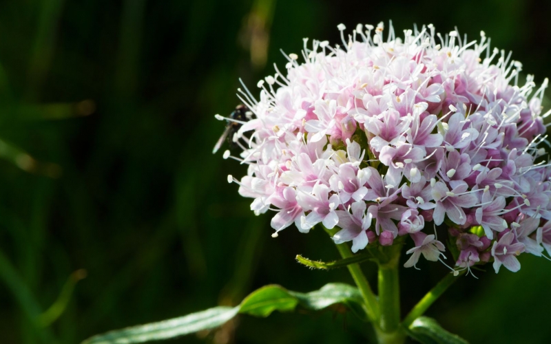 VALERIANA Biljni čaj od korena valeriane