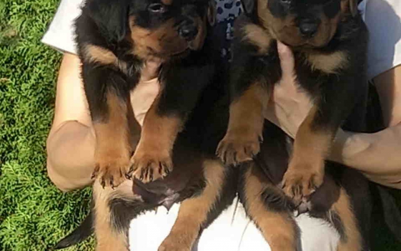 Na prodaju prelepi štenci ROTVAJLERA