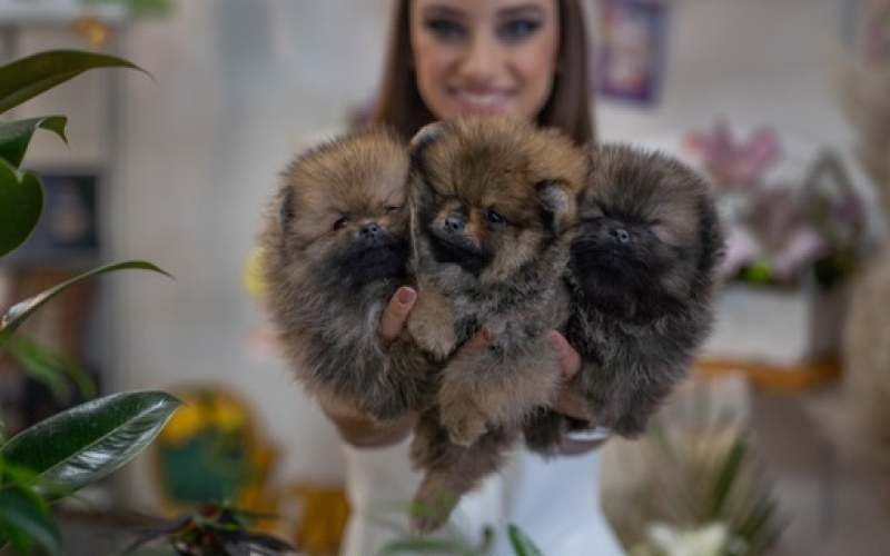 Pomeranac štenci vrhunskog kvaliteta