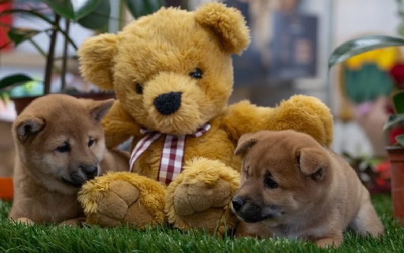 Shiba Inu štenci vrhunskog kvaliteta
