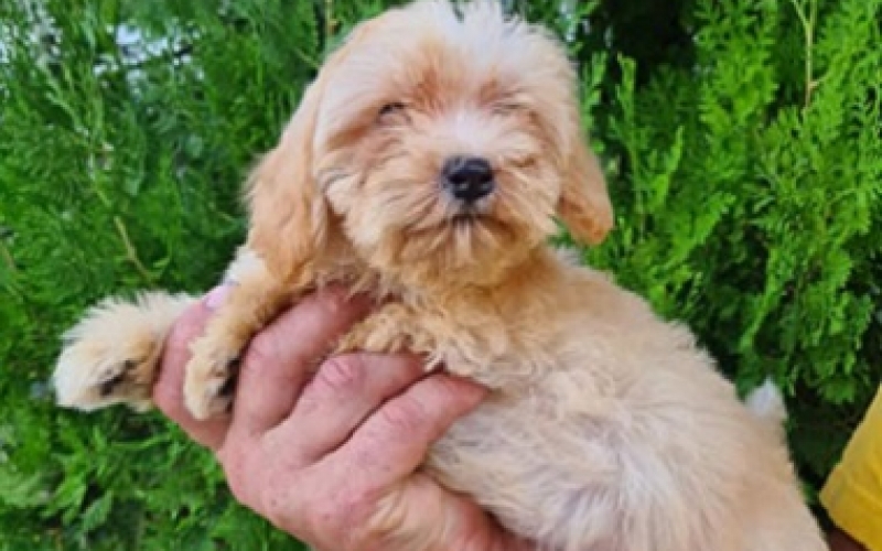 Maltipoo štenci