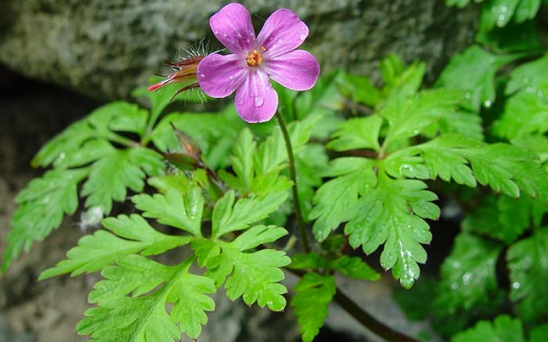 Crveni zdravac, caj od herbe crvenog zdravca