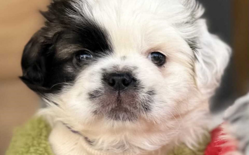 For sale very beautiful puppies pekinese 2 boys 2 girls