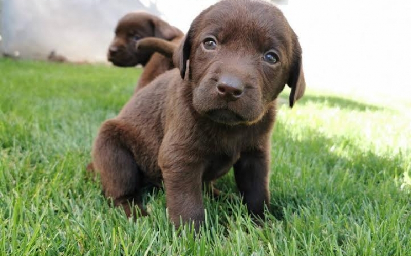 Labrador retriver stenci