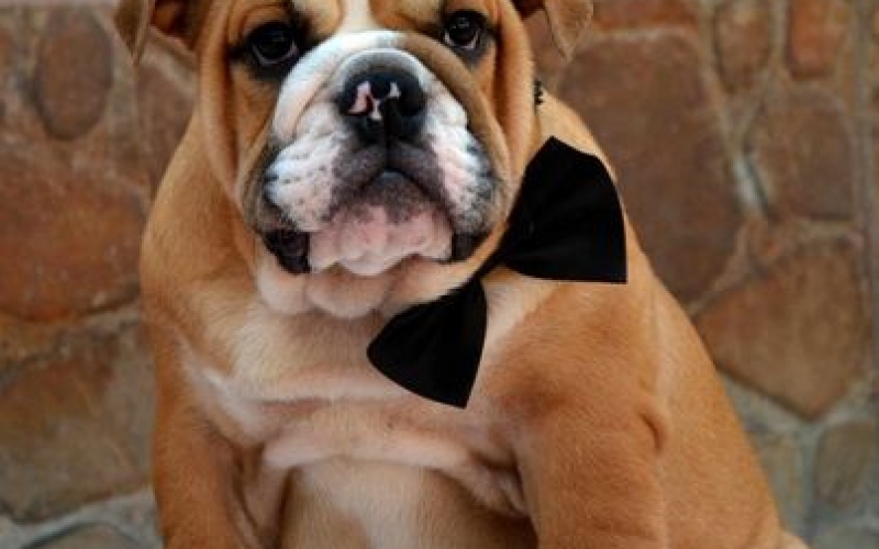 Engleski Bulldog