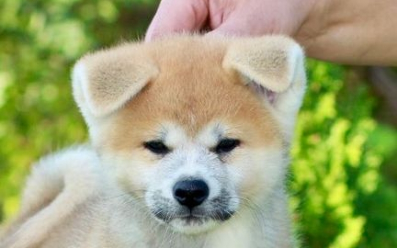 Akita Inu