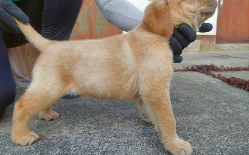 Labrador Retriver, vrhunski štenci