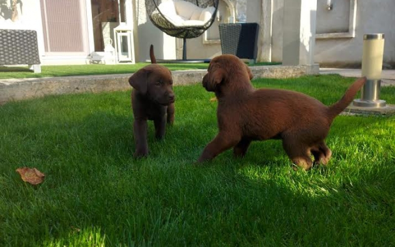 Labrador retriver