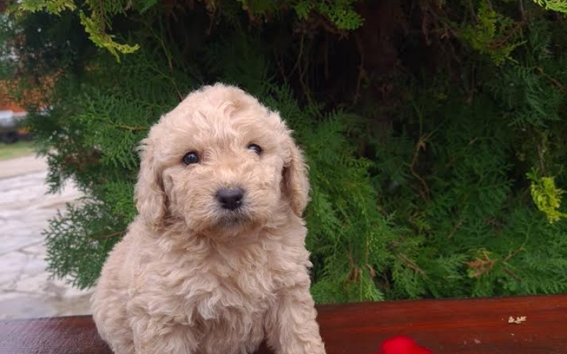 Labradoodle F1