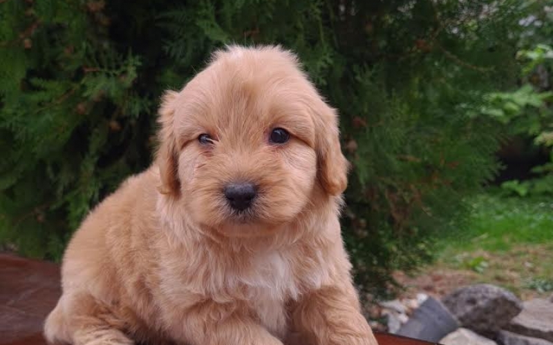 Goldendoodle